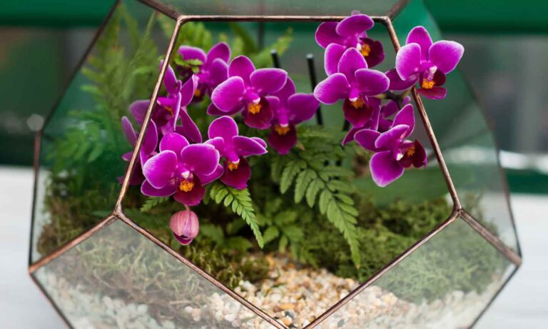 » Safe Plants for Exotic Bird Habitats Perfect Decor Choices - Exotic Bird Habitat Ideas