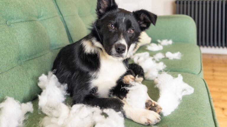 A closer look at Strategies For Reducing Separation Anxiety In Dogs